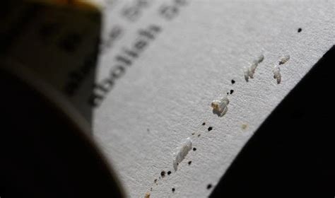 Can Bed Bugs Live in Books? An Insight into the Mystery